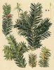 Taxus baccata